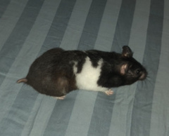 Mesocricetus auratus