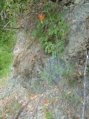 Aquilegia eximia