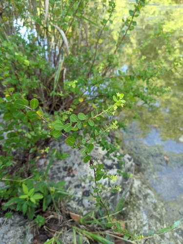 Image of Phyllanthopsis phyllanthoides by (c) Alison Northup, some rights reserved (CC BY)