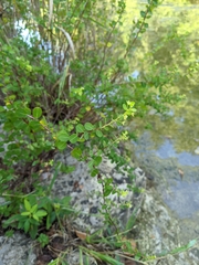 Phyllanthopsis phyllanthoides