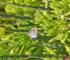 Brephidium pseudofea