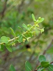 Phyllanthopsis phyllanthoides