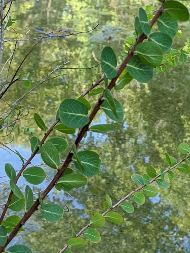 Image of Phyllanthopsis phyllanthoides by (c) Alison Northup, some rights reserved (CC BY)