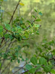 Phyllanthopsis phyllanthoides