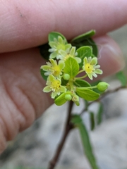 Phyllanthopsis phyllanthoides