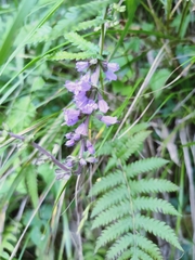 Salvia japonica