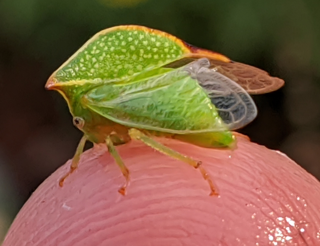 Buffalo treehopper (Stictocephala bisonia)
