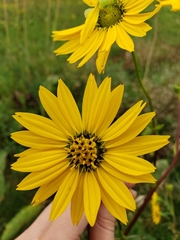 Silphium terebinthinaceum