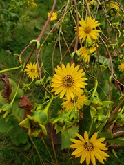 Silphium terebinthinaceum