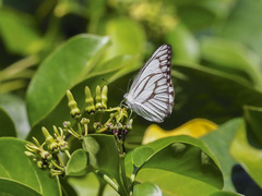 Appias libythea olferna