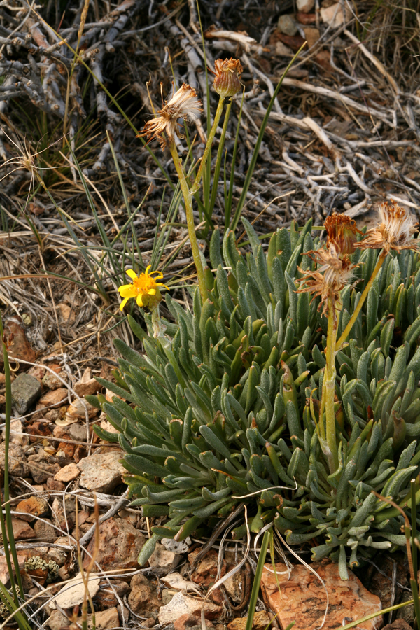 Senecio scaposus 2