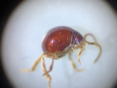 Gibbium aequinoctiale