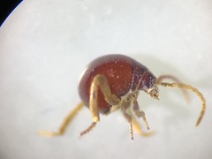 Gibbium aequinoctiale