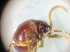 Gibbium aequinoctiale