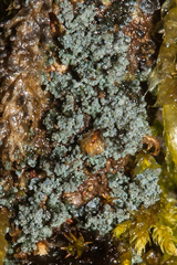 Fuscopannaria cyanolepra