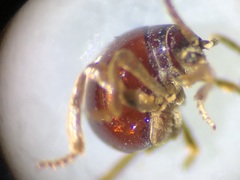 Gibbium aequinoctiale