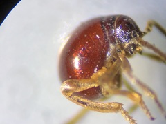 Gibbium aequinoctiale