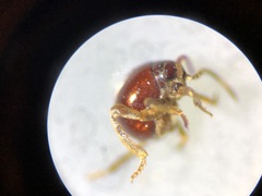 Gibbium aequinoctiale