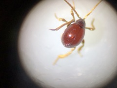 Gibbium aequinoctiale
