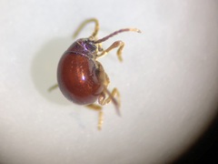 Gibbium aequinoctiale