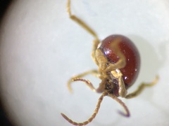 Gibbium aequinoctiale