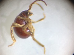 Gibbium aequinoctiale