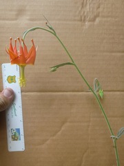 Aquilegia eximia