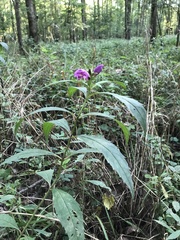 Chelone obliqua