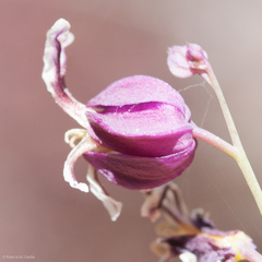Streptanthus glandulosus pulchellus