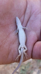 Ophisops occidentalis