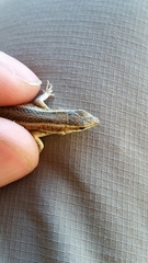 Ophisops occidentalis