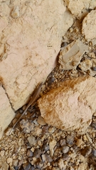 Ophisops occidentalis