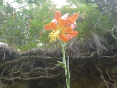 Aquilegia eximia