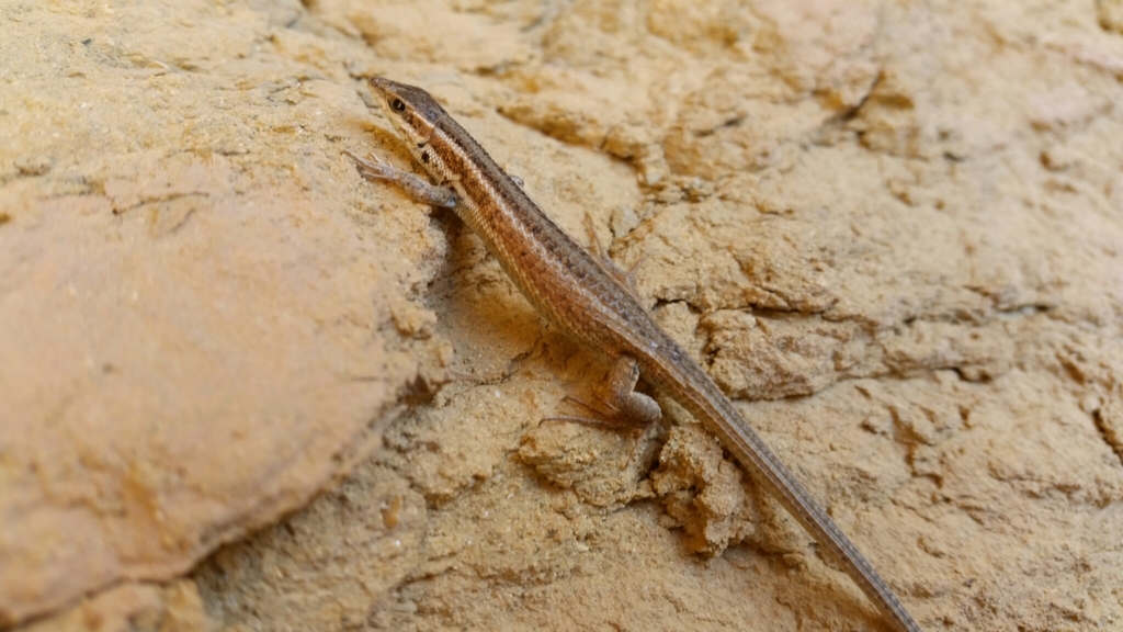 Western Snake-Eyed Lizard