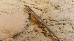 Ophisops occidentalis
