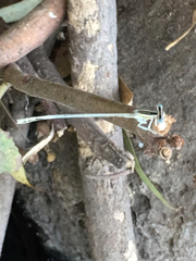 Platycnemis dealbata