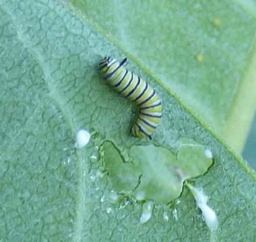 Monarch photographed in South Carolina