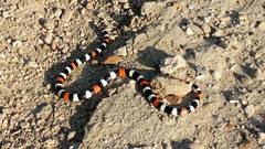 Micrurus tschudii olssoni