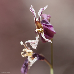 Streptanthus glandulosus pulchellus