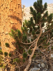 Pinus balfouriana austrina