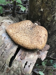 Fungi