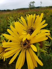 Silphium laciniatum