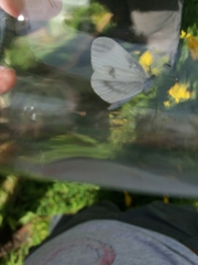 Dismorphiinae