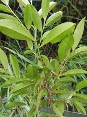 Adinandra millettii