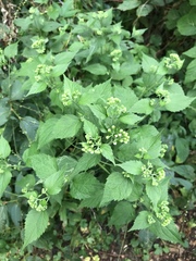 Ageratina altissima