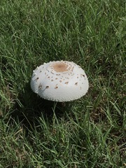 Chlorophyllum molybdites