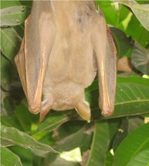 Pteropodidae