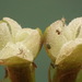 Vallisneria americana - Photo (c) Ron Vanderhoff, μερικά δικαιώματα διατηρούνται (CC BY-NC), uploaded by Ron Vanderhoff