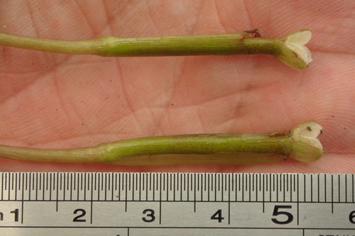 Vallisneria americana