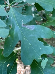 Coptotriche castaneaeella